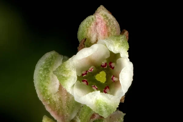 Bindweed Negro Fallopia Convolvulus Primer Plano Flor — Foto de Stock