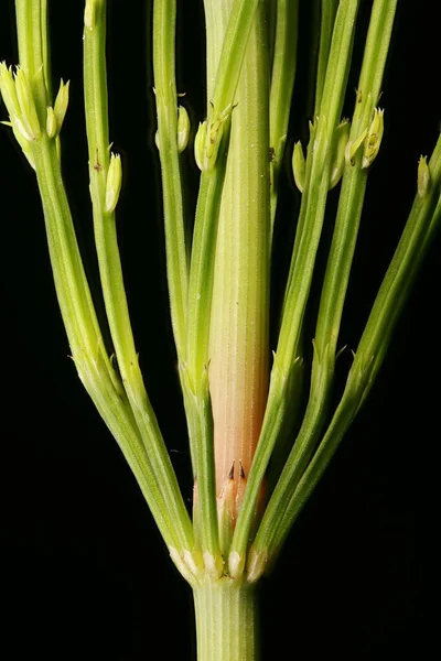 Field Horsetail Equisetum Arvense Detalhe Tiro Vegetativo Closeup — Fotografia de Stock