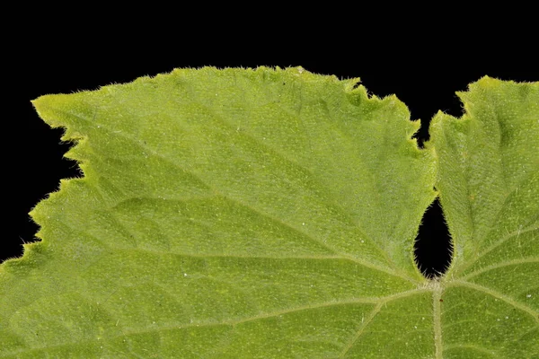 Uborka Cucumis Sativus Levélrészletek Szoros Áttekintés — Stock Fotó