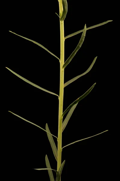 Espurga Folhosa Euphorbia Virgata Haste Folhas Closeup — Fotografia de Stock