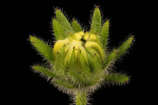 Black Eyed Susan Rudbeckia Hirta Floral Bud Closeup — Fotografia de Stock