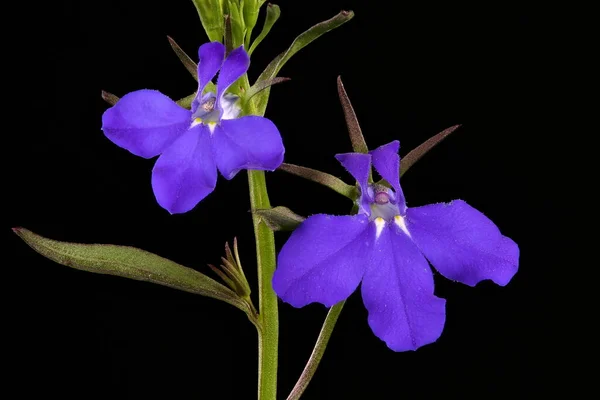 Taman Lobelia Lobelia Erinus Inflorescence Closeup — Stok Foto