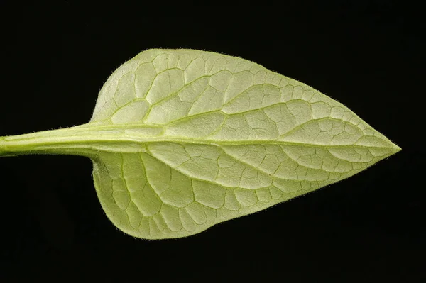 Bugloss Siberiano Brunnera Sibirica Closeup Folha — Fotografia de Stock