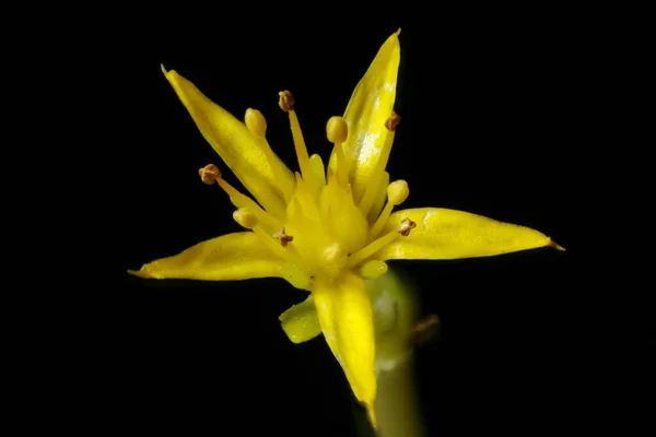 Kamczatka Stonecrop Sedum Kamtschaticum Kwiat Zbliżenie — Zdjęcie stockowe