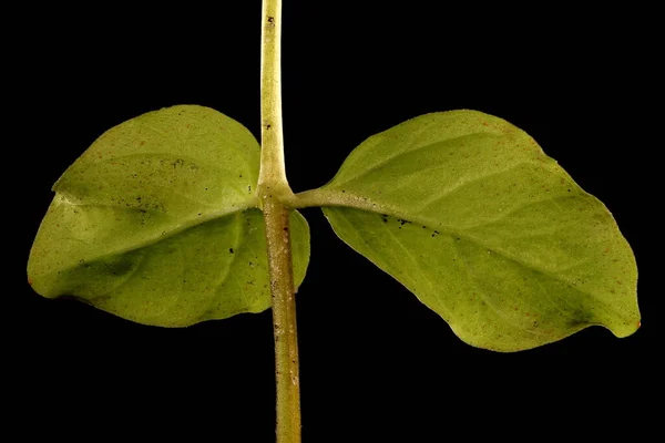 Creeping Jenny Lysimachia Nummularia Stem Leaves Closeup — Stock Photo, Image