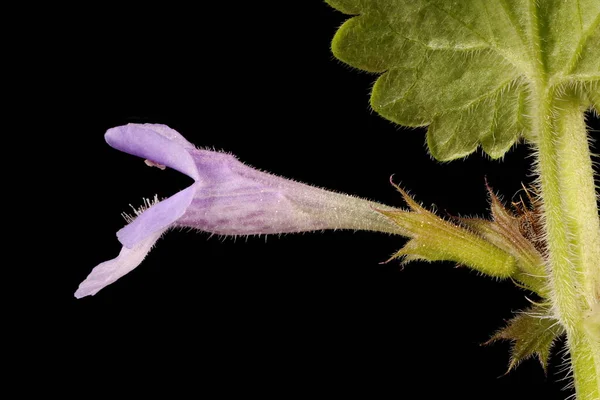 Ground Ivy Glechoma Hederacea Kwiat Zbliżenie — Zdjęcie stockowe