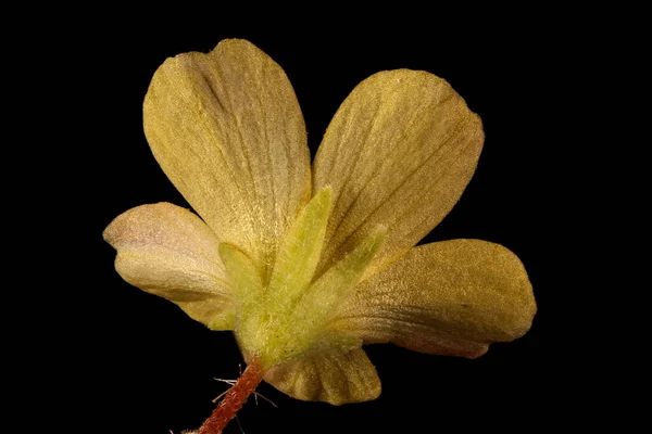 Aufrecht Stehender Sauerampfer Oxalis Stricta Blume Nahaufnahme — Stockfoto