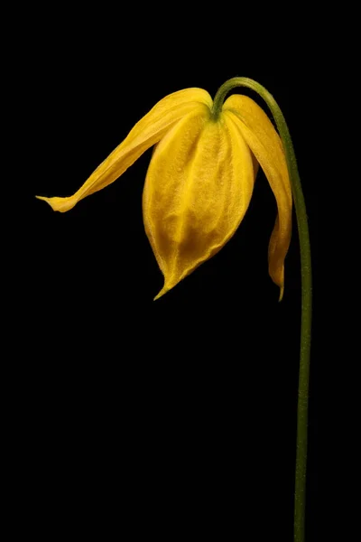 Orange Peel Clematis Clematis Tangutica — 图库照片