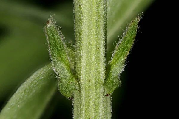 Wicken Vicia Cracca Nahaufnahme Vorgeschrieben — Stockfoto