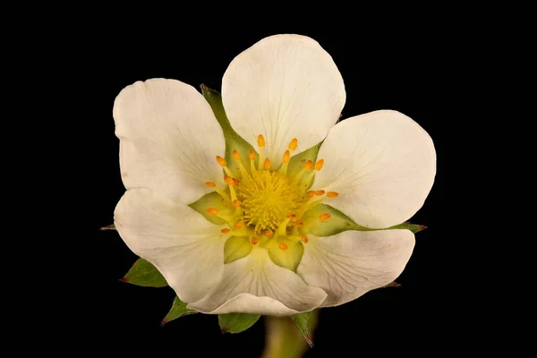 Garten Erdbeere Fragaria Ananassa Blume Nahaufnahme — Stockfoto