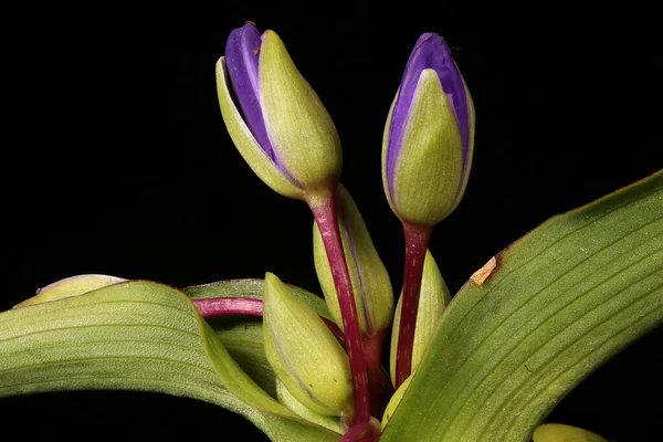 Garden Spiderwort Tradescantia Andersoniana Floral Buds Closeup — Stock Photo, Image