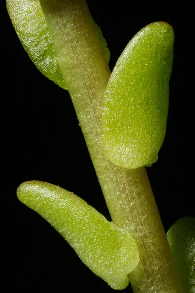 Harapás Stonecrop Sedum Acre Közelről Távozik — Stock Fotó