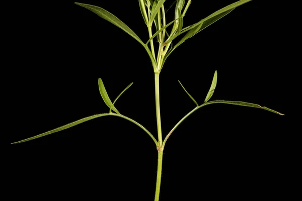 Large Flowered Tickseed Coreopsis Grandiflora Stem Leaves Closeup — Stock Photo, Image