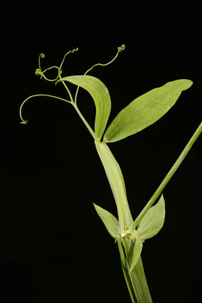Πλατύφυλλα Αιωνόβια Pea Lathyrus Latifolius Κλείσιμο Φύλλου — Φωτογραφία Αρχείου