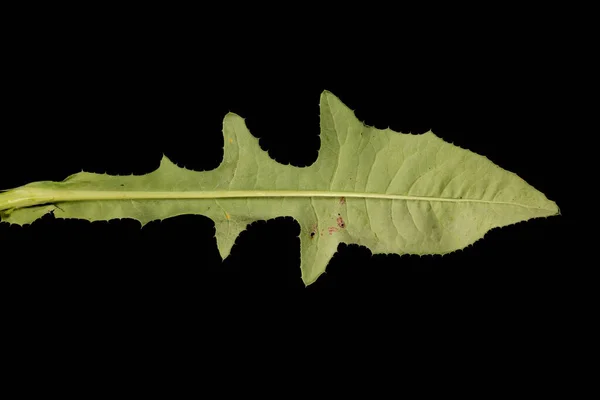 Chardon Vivace Sonchus Arvensis Feuille Gros Plan — Photo