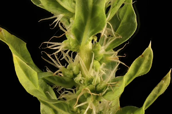Шпинат Spinacia Oleracea Темпы Роста Женской Инфляции Растут — стоковое фото