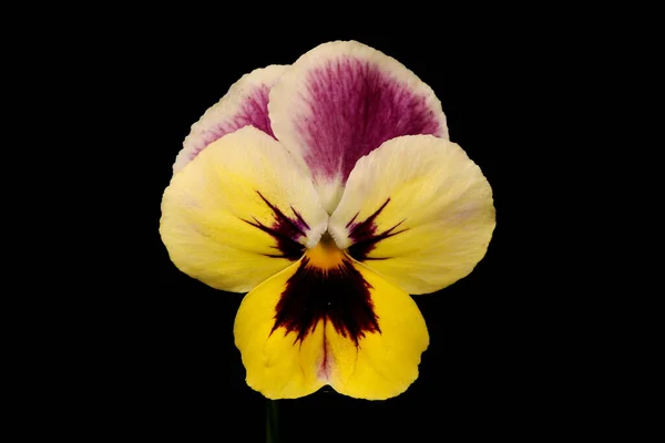 Garden Pansy Viola Wittrockiana Primer Plano Flor — Foto de Stock