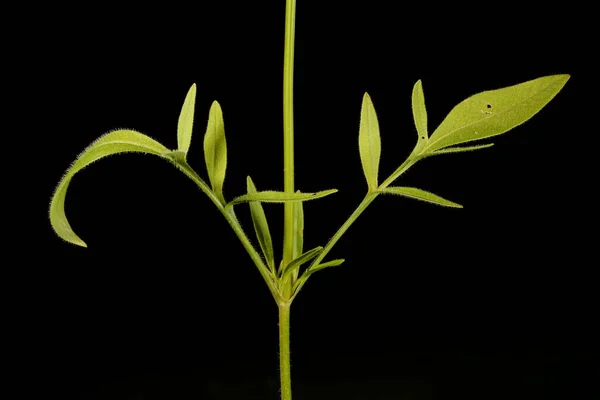 Großblütiger Zeckenkorn Coreopsis Grandiflora Stiel Und Blätter Nahaufnahme — Stockfoto