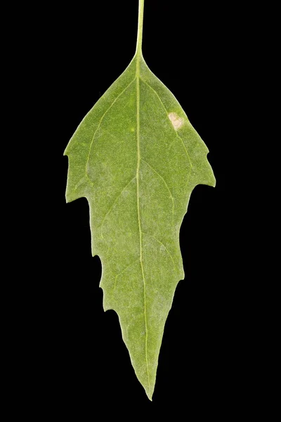 Common Fat Hen Chenopodium Álbum Primeros Planos Hoja — Foto de Stock