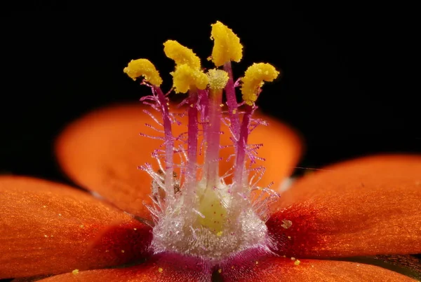 Szkarłatny Kwiat Anagallis Arvensis Pistil Stamens Zbliżenie — Zdjęcie stockowe