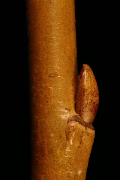 White Willow Salix Alba Twig Bud Closeup — Stock Photo, Image