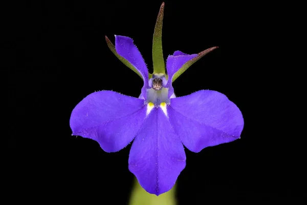 로벨리아 Lobelia Erinus 플라워 클로즈업 — 스톡 사진