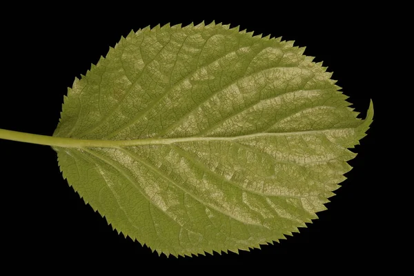 Ortensia Giapponese Hydrangea Petiolaris Primo Piano Delle Foglie — Foto Stock