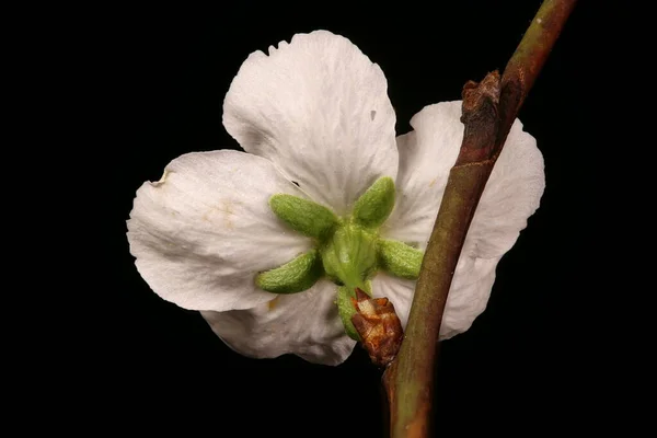 Prugna Ciliegio Prunus Cerasifera Primo Piano Fiore — Foto Stock