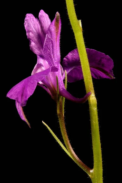 Forking Larkspur Consolida Regalis Primer Plano Flor — Foto de Stock