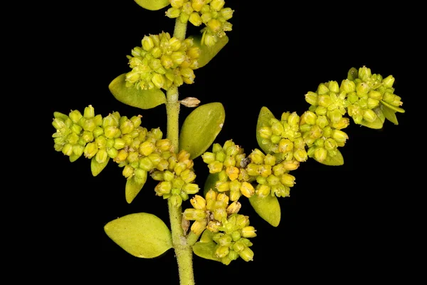 Smooth Rupturewort Herniaria Glabra Inflorescence Closeup — Stock Photo, Image