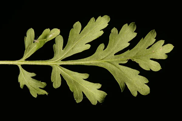 Horečka Tanacetum Parthenium Detailní Záběr Listu — Stock fotografie