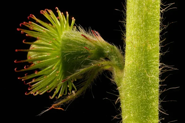 Tarım (Agrimonia Eupatoria). Meyve Kapanışı