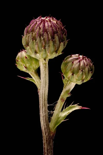 Creeping Thistle (Cirsium arvense). Young Capitula Closeup
