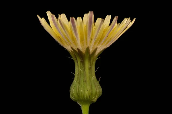 Vetőbogáncs Sonchus Arvensis Virágzó Capitulum Closeup — Stock Fotó