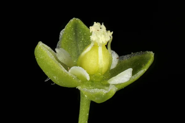 Gyöngyféreg Sagina Procumbens Virágos Közelkép — Stock Fotó