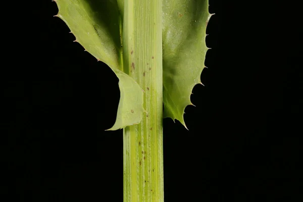 Perennial Sow Thistle Sonchus Arvensis Yaprak Tabanı Kapanışı — Stok fotoğraf