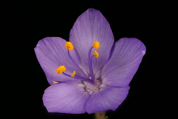 Jacob Apos Stege Polemonium Caeruleum Blomma Närbild — Stockfoto