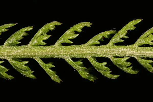 Yarrow Achillea Millefolium Κλείσιμο Φύλλου — Φωτογραφία Αρχείου