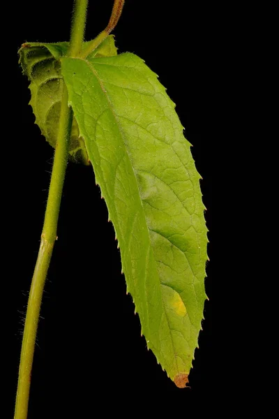 Great Willowherb Epilobium Hirsutum 클로즈업 — 스톡 사진