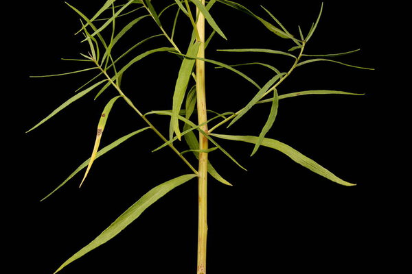 Tarragon (Artemisia dracunculus). Leaf Closeup