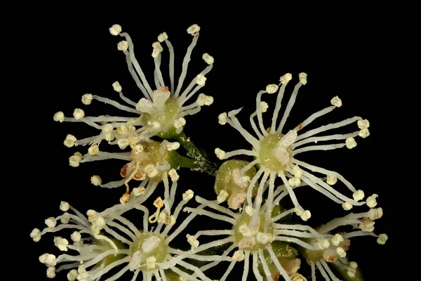 Japanese Hydrangea Hydrangea Petiolaris Inflorescence Detail Closeup — Stock Photo, Image
