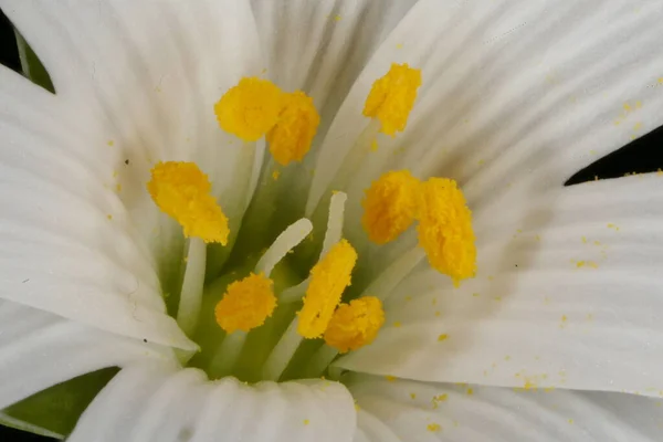 Maior Stitchwort Stellaria Holostea Pistil Stamens Closeup — Fotografia de Stock