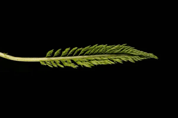 Ярроу Achillea Millefolium Лист Крупным Планом — стоковое фото