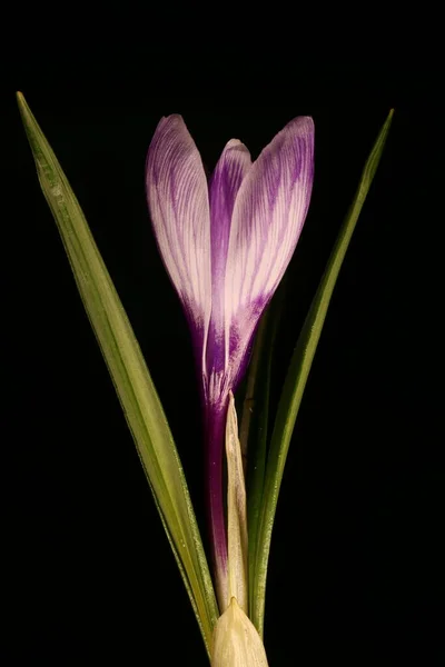 Frühlingskrokus Crocus Vernus Blume Nahaufnahme — Stockfoto