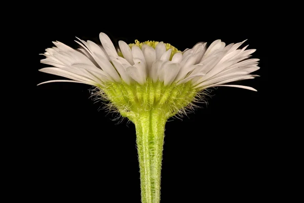 Észak Fleabane Erigeron Strigosus Capitulum Közelkép — Stock Fotó