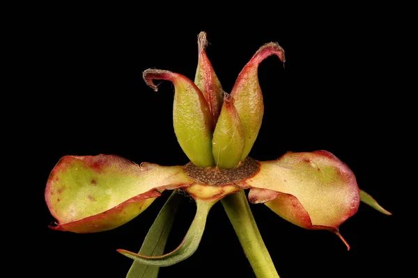 Κινεζική Παιωνία Paeonia Lactiflora Κλείσιμο Φρούτων — Φωτογραφία Αρχείου