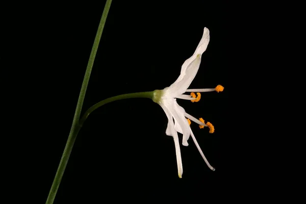 Branded St. Bernard & apos; s-Lily (Anthericum ramosum). Çiçek Kapanışı