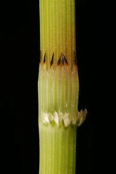 野马尾巴 Equisetum Arvense 叶鞘盖布 — 图库照片