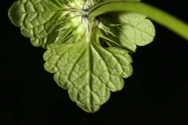 Cut Leaved Dead Nettle Lamium Purpureum Leaf Closeup — Stock Photo, Image
