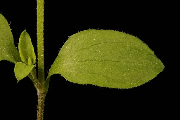 Sandwort Três Nervos Moehringia Trinervia Closeup Folha — Fotografia de Stock